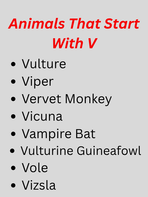 Animals Starting With V