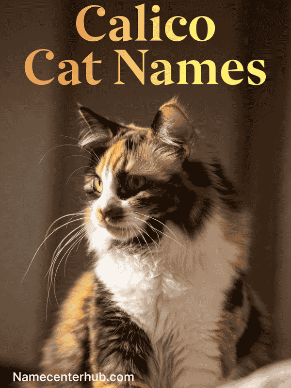 Calico Cat Names