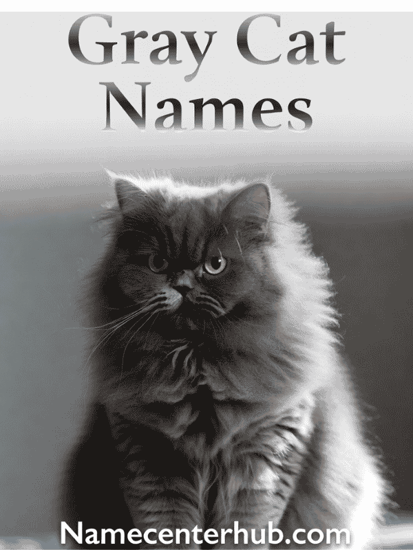 Gray Cat Names